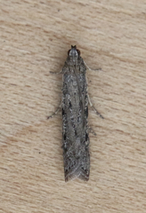 Phycitodes mucidella