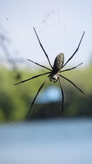 Nephila vitiana