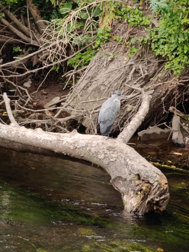 Grey Heron