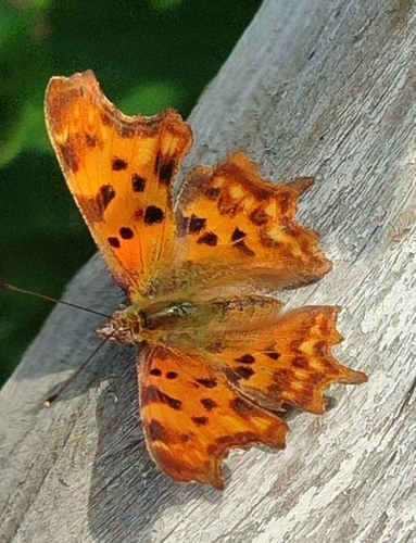 European Comma