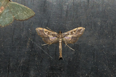 Hydriris
