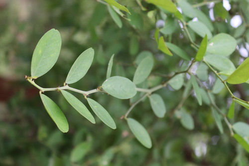 Capparis sepiaria, photograph 6