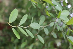 Capparis sepiaria, photograph (c) Vikas D Prasad, some rights reserved (CC BY-SA)