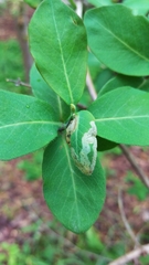 Aulagromyza cornigera