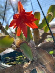 Rhipsalidopsis gaertneri