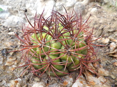 Gymnocalycium