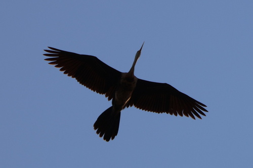 iNaturalist image