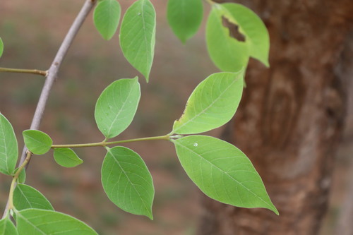 Wrightia arborea, photograph 4