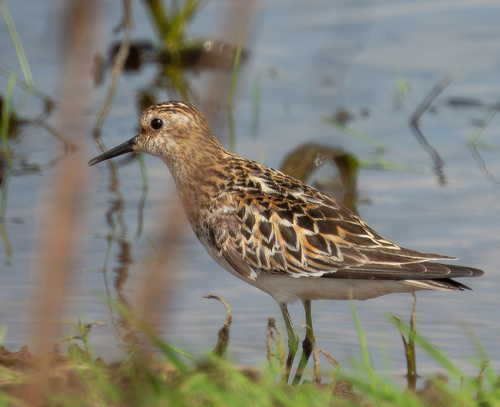 iNaturalist image