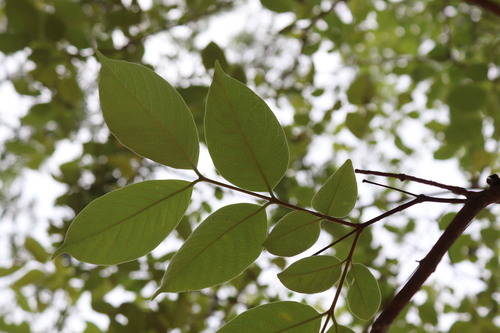 Wrightia arborea, photograph 5