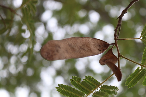 Albizia amara, photograph 1