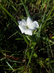 Ruellia noctiflora