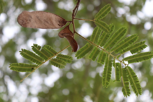 Albizia amara