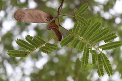 Albizia amara