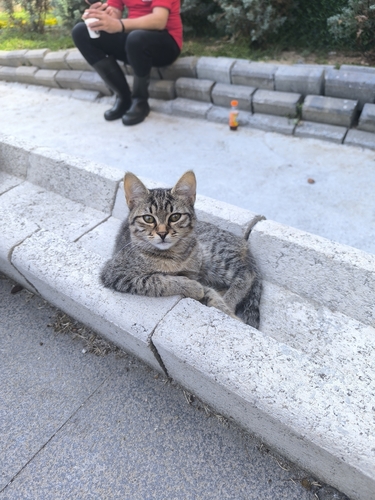 Domestic Cat