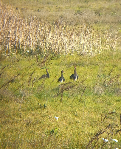 iNaturalist image