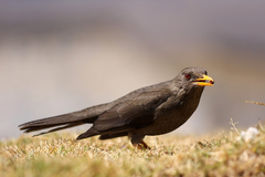 Turdus chiguanco