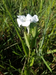 Ruellia noctiflora