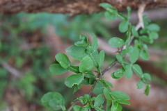 Naringi crenulata, photograph (c) Vikas D Prasad, some rights reserved (CC BY-SA)