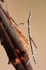 Proscopiidae