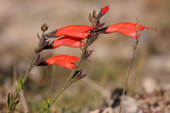 Salvia oppositiflora