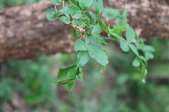 Naringi crenulata, photograph (c) Vikas D Prasad, some rights reserved (CC BY-SA)