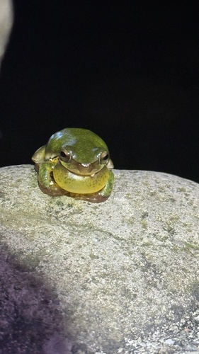 Common Chinese Tree Frog