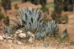 Agave