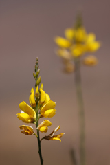 Spartium junceum