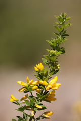Genista monspessulana