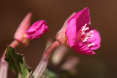 Oenothera rosea