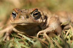 Bufonidae