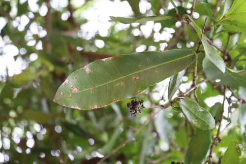 Ixora pavetta, photograph 2