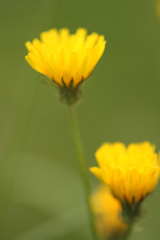 Asteraceae