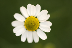 Anthemideae