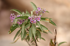 Solanum nitidum