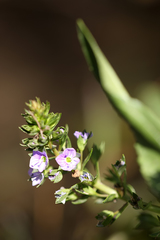Veronica anagallis-aquatica