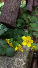 Waldsteinia