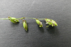 Melica picta