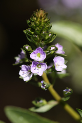 Veronica anagallis-aquatica
