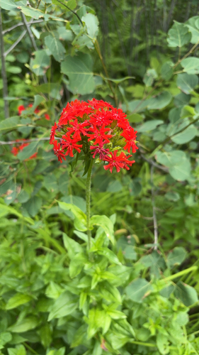 Maltese-cross