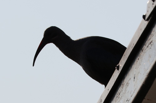 iNaturalist: (c) Gerhard Lemmer, some rights reserved (CC BY-NC), uploaded by Gerhard Lemmer iNaturalist image