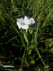 Ruellia noctiflora
