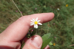 Astranthium ciliatum