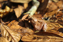 Physalaemus nattereri