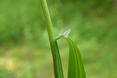 Melica picta