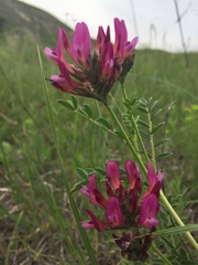 Astragalus cornutus