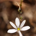 Echeandia eccremorrhiza - Photo (c) Jiri Hodecek,  זכויות יוצרים חלקיות (CC BY-NC), הועלה על ידי Jiri Hodecek
