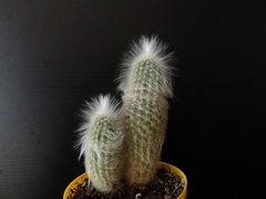 Espostoa lanata