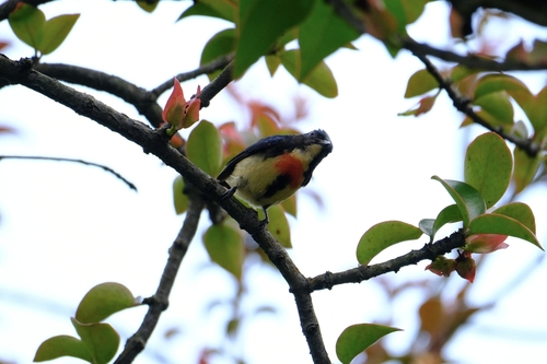 Fire-breasted Flowerpecker